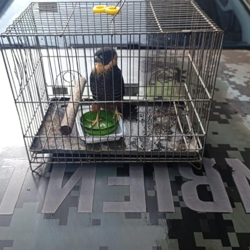 BM: Secretaria de Meio Ambiente resgata ave no bairro Saudade